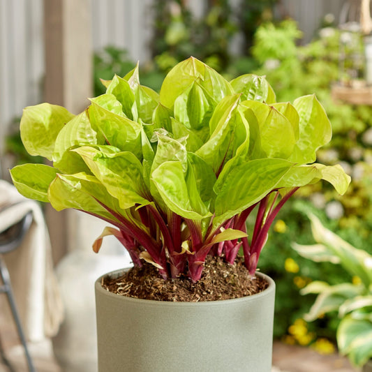 compact chartreuse foliage above red stems