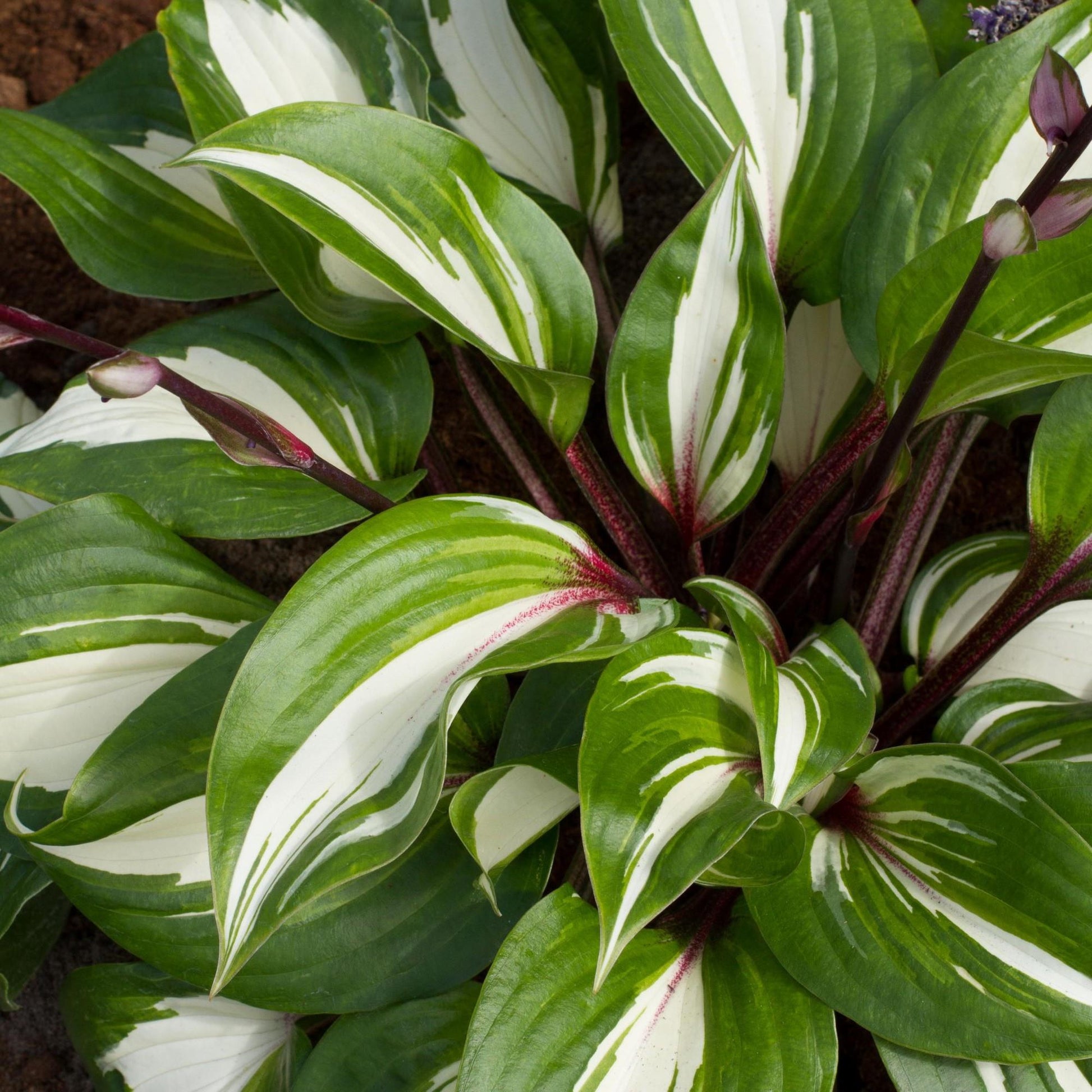 variegated green and white foliage above raspberry red stems