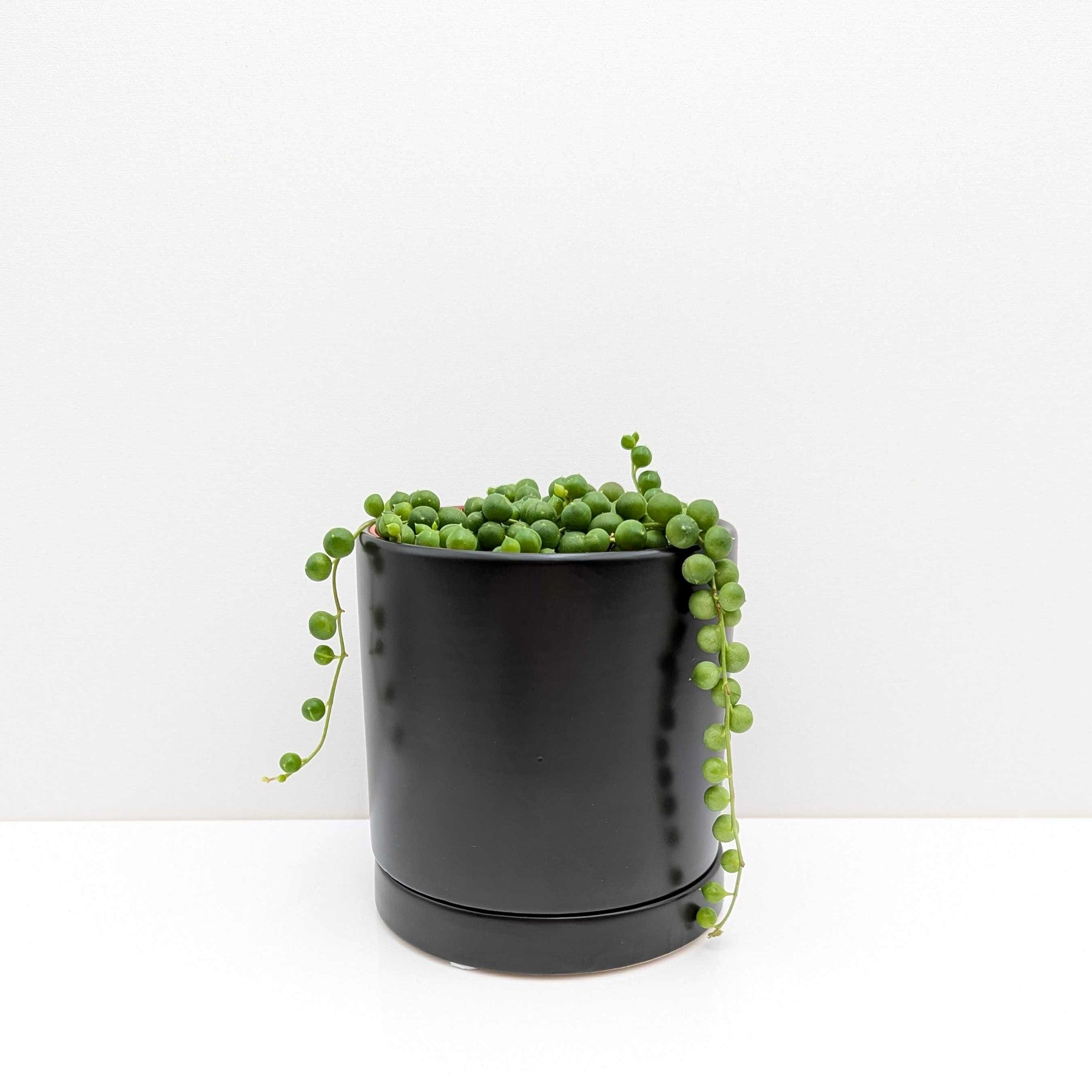 string of pearls houseplant in a black pot