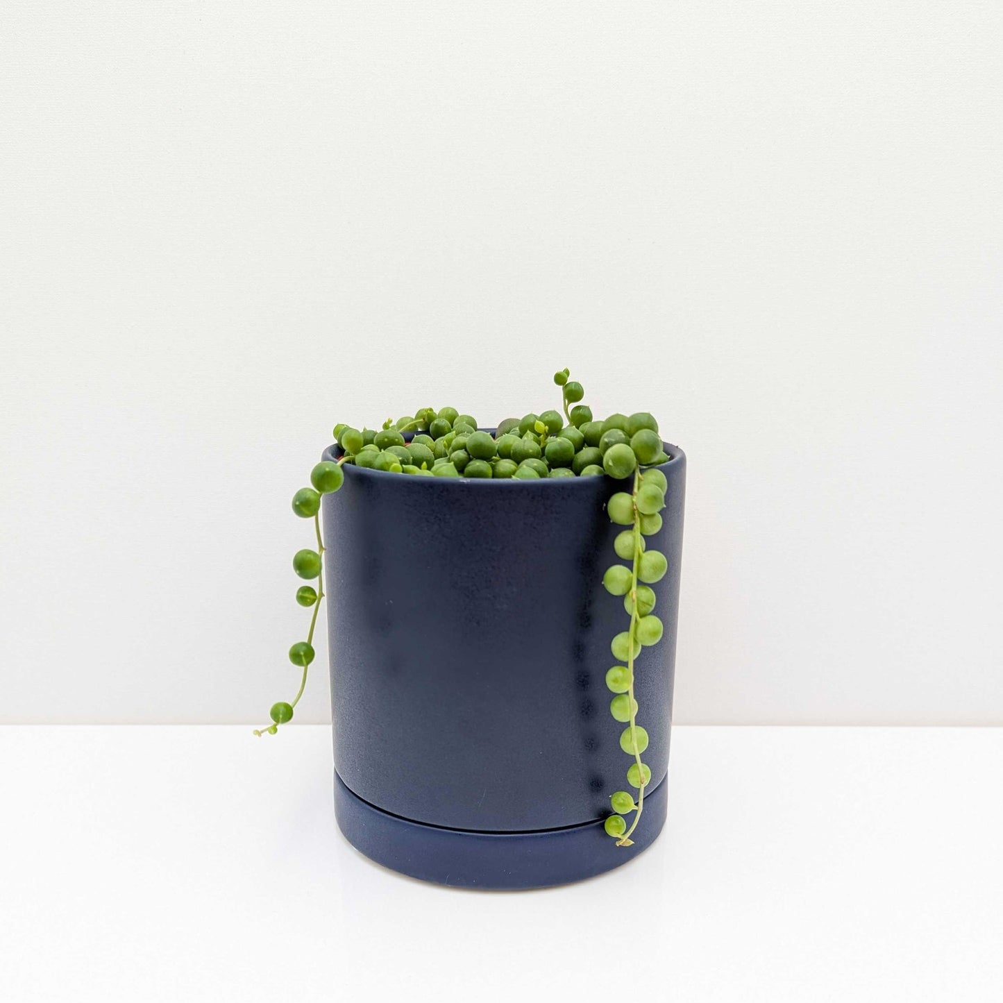 string of pearls houseplant in a blue pot