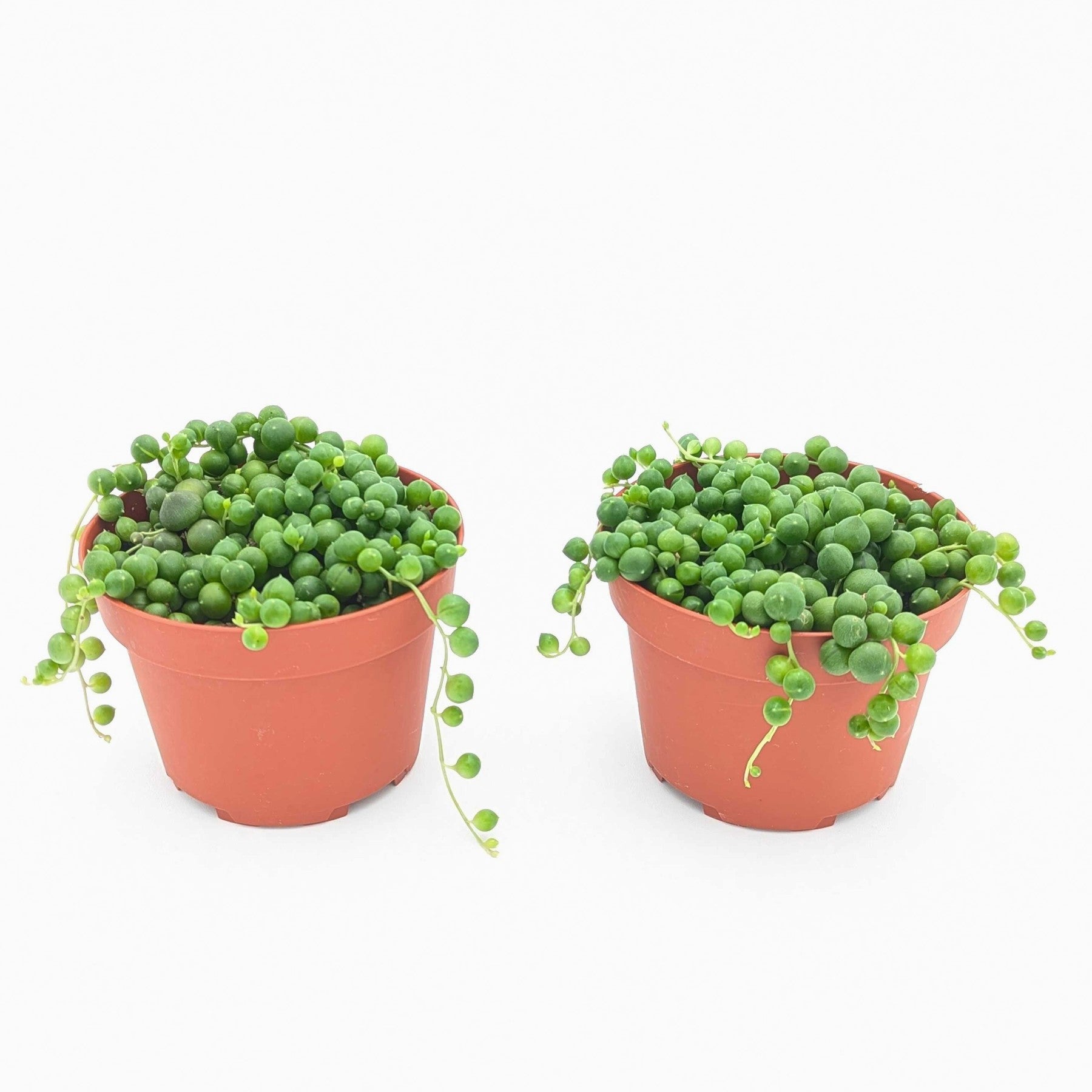 string of pearls houseplant in grower's pots