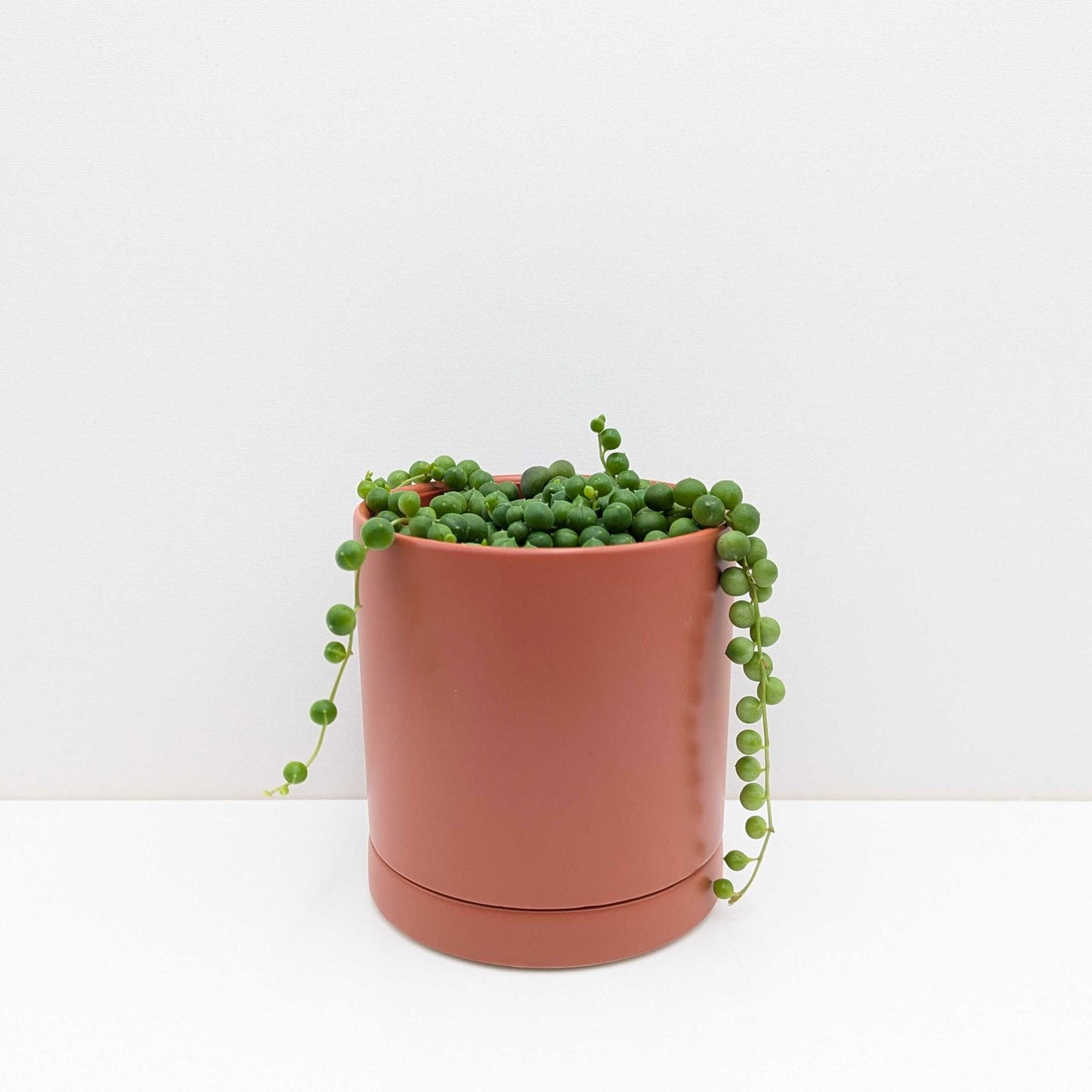 string of pearls houseplant in a terracotta pot