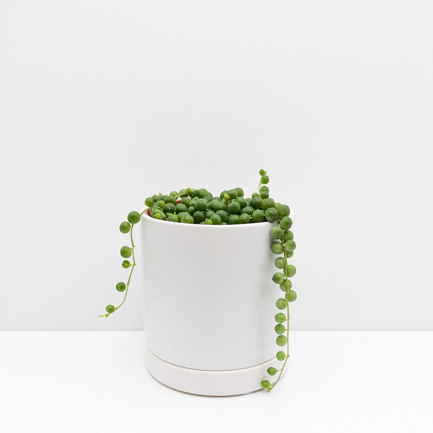 string of pearls houseplant in a white pot