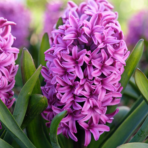 Deer Resistant Hyacinth Bulbs for Sale – Easy To Grow Bulbs