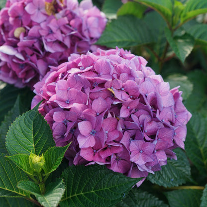 Hydrangea Let's Dance Loveable in pink-purple