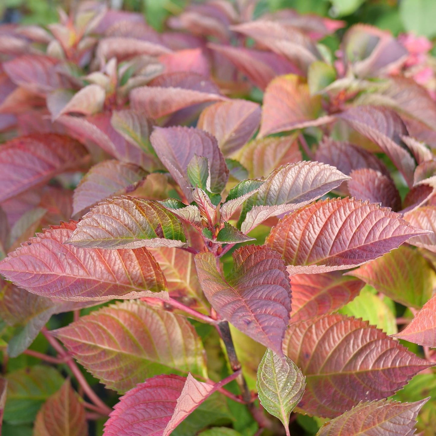 Hydrangea Let's Dance Loveable autumn burgundy leaves