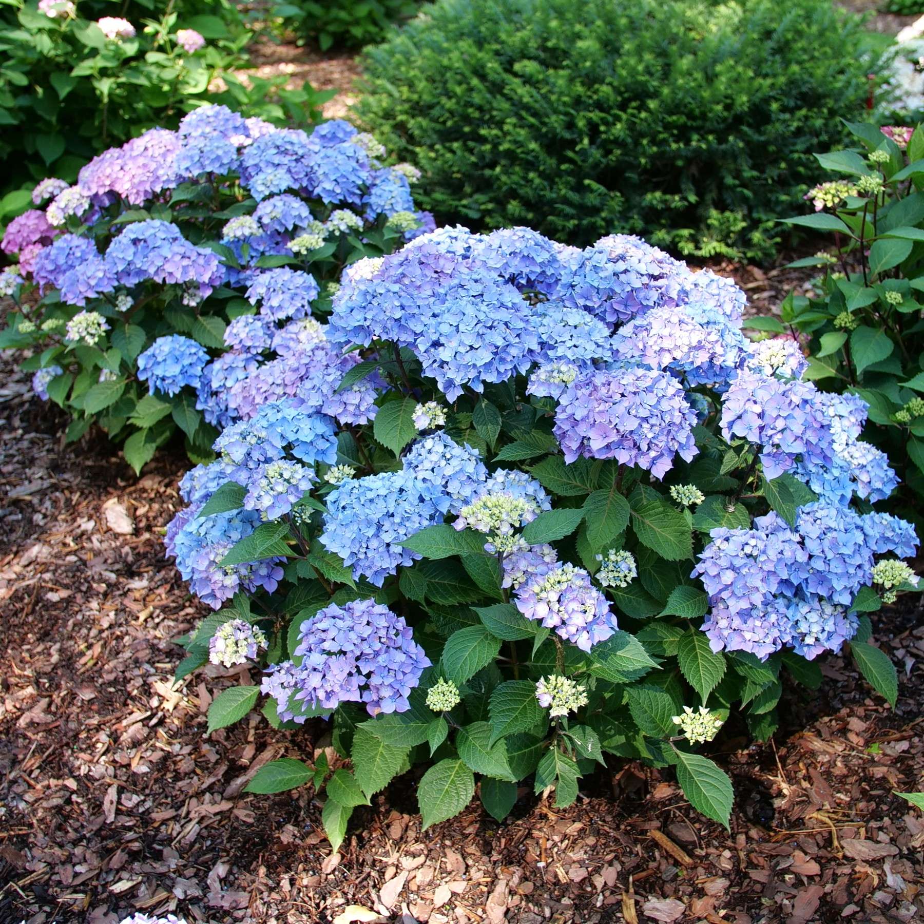 Hydrangea Let's Dance Loveable in blue-purple