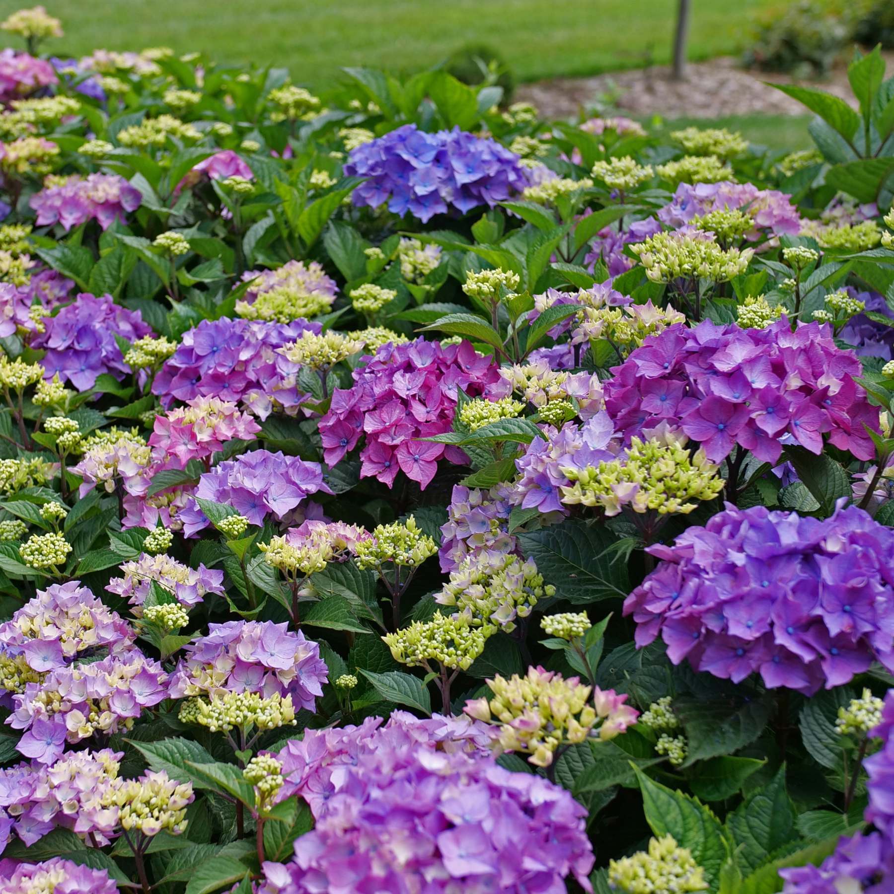 Hydrangea Let's Dance Loveable in garden