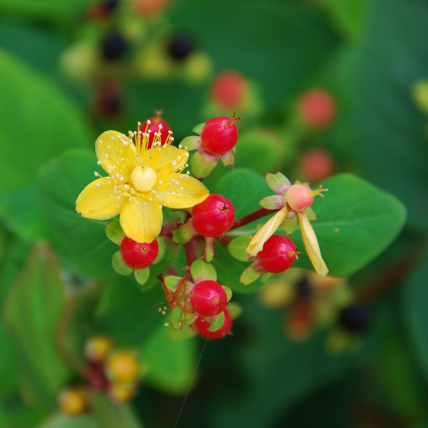 Hypericum St. John's Wort yellow bloom and red berries