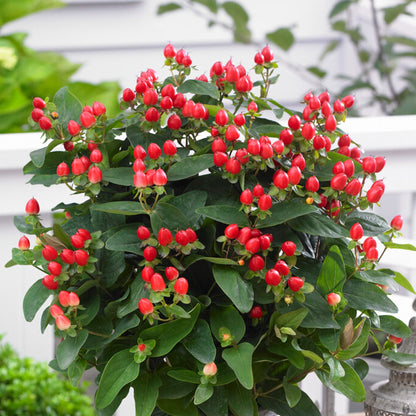 St. John's Wort with red berries