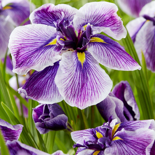 beautiful multi color purple and white blooms