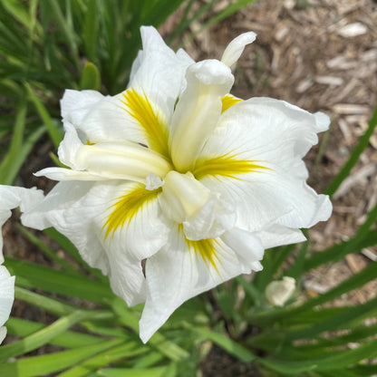 close up of Gold Bound flower