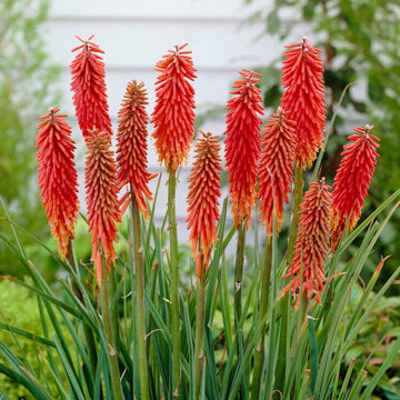 Kniphofia Planting & Growing Guide - Easy to Grow – Easy To Grow Bulbs