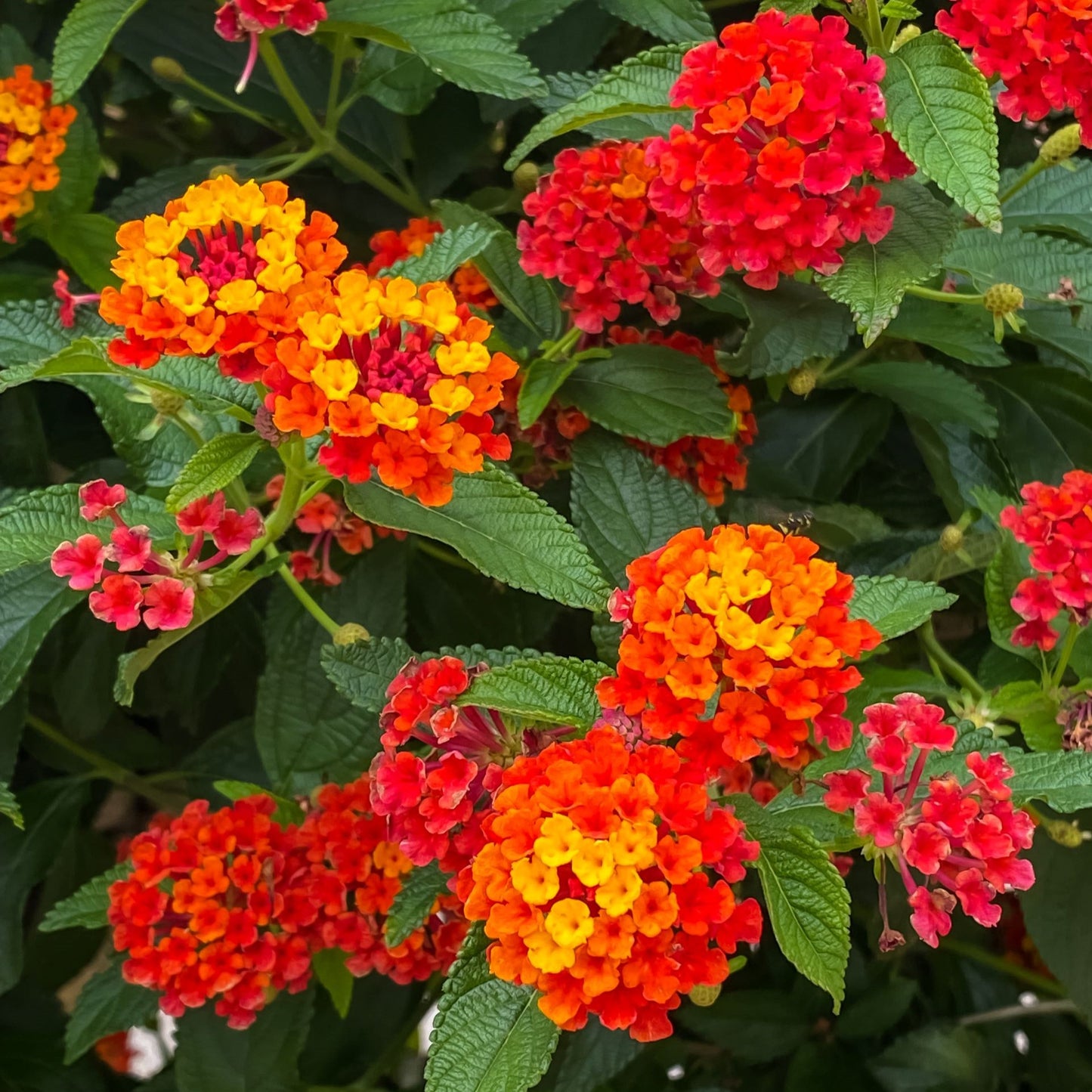 Lantana Radiation red orange and yellow blooms