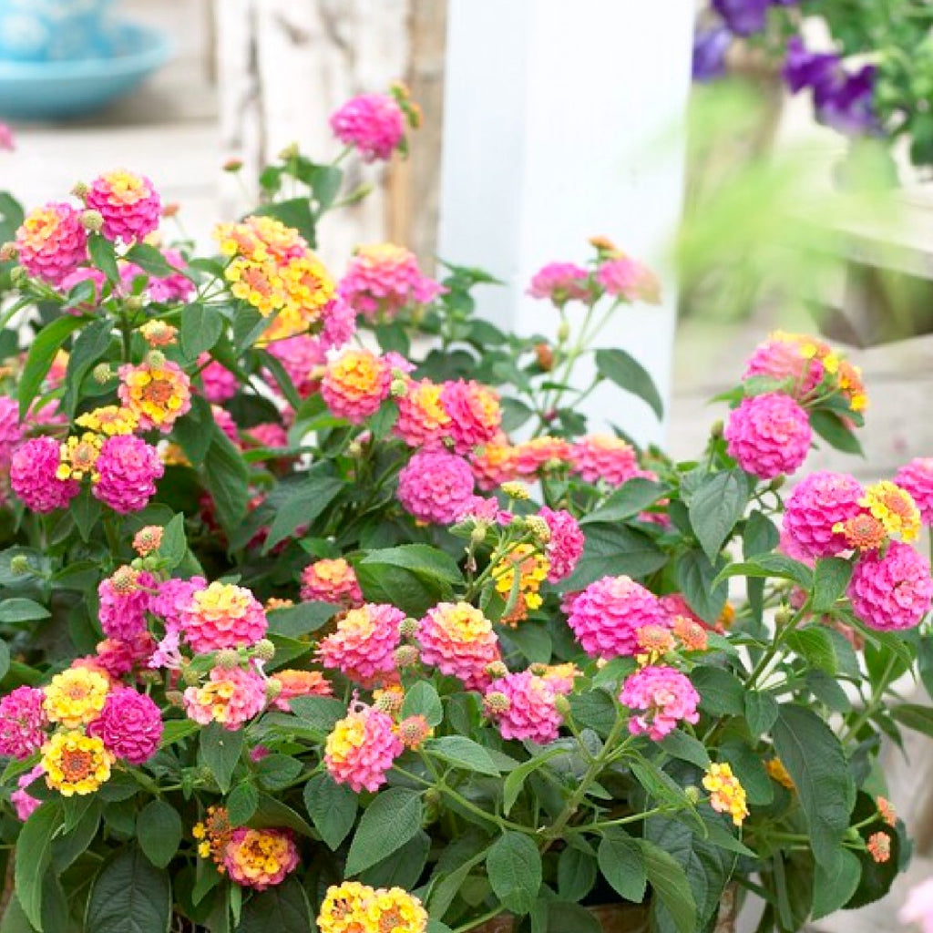 Stunning Lantana Plants for Sale Online | Tropic Pink Bird – Easy To ...