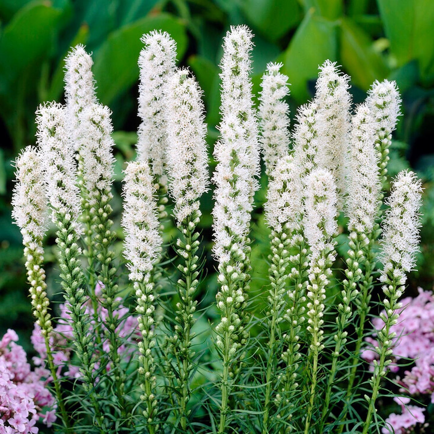 white flower spikes of Liatris spicata Alba