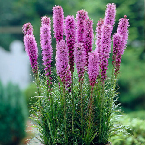 Liatris Bulbs for Sale – Easy To Grow Bulbs