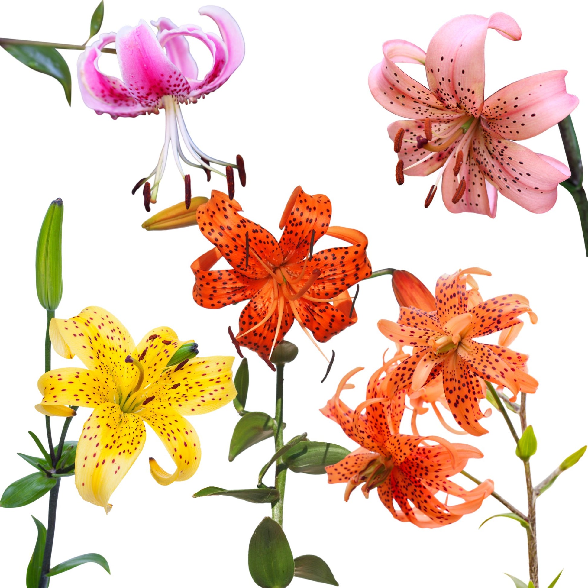 tiger lily mix blooms on white background