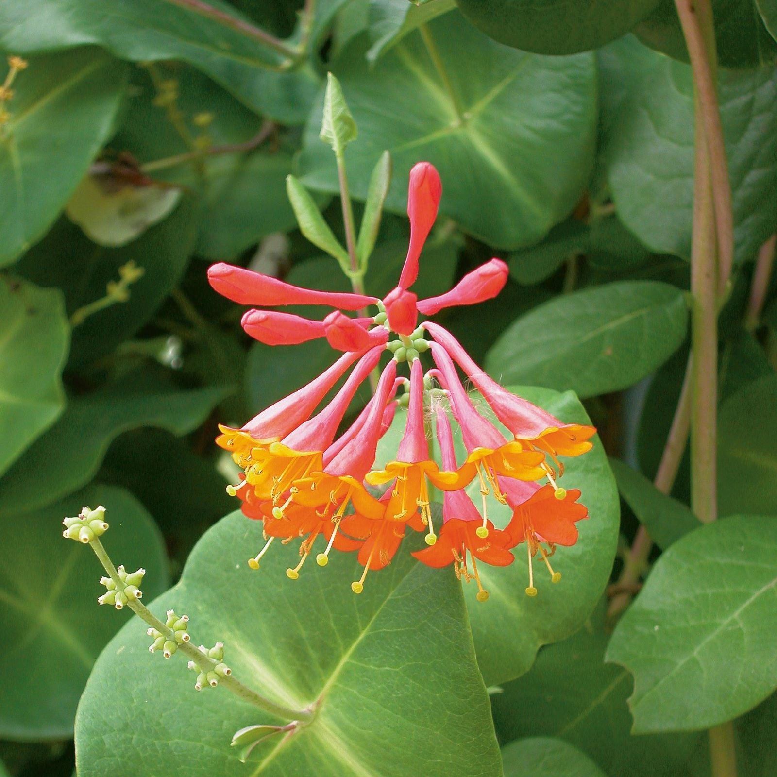 Hot pink to red flowers open with bright orange throats