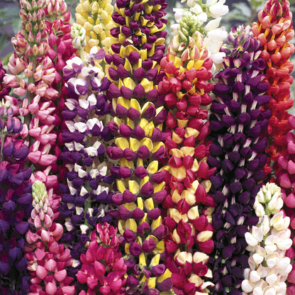 bicolor blooms of lupine mix