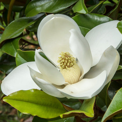 Lovely Magnolia Plants For Sale Online | Bracken's Brown Beauty – Easy ...