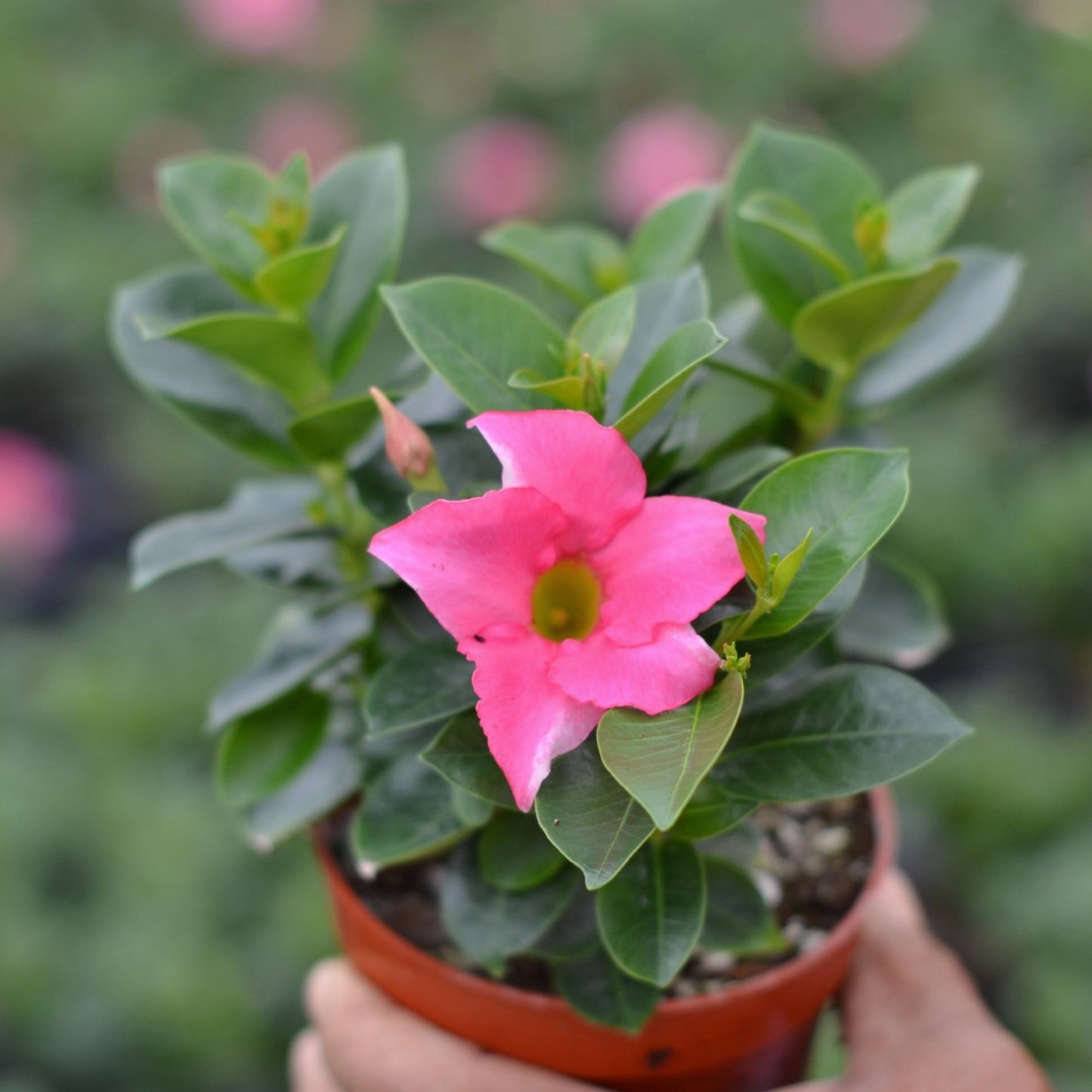 Mandevilla Madinia - Petite Pink 2 Pack