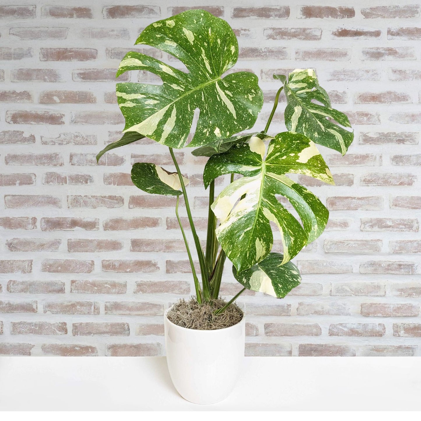 Monstera Thai Constellation in a white ceramic pot