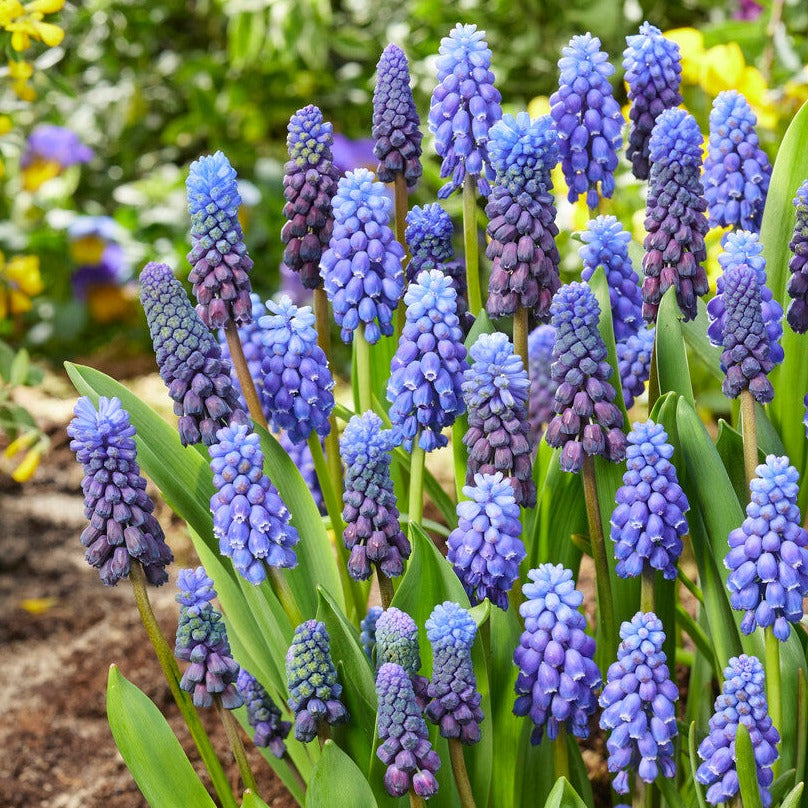 Muscari - Grape Hyacinth Blue