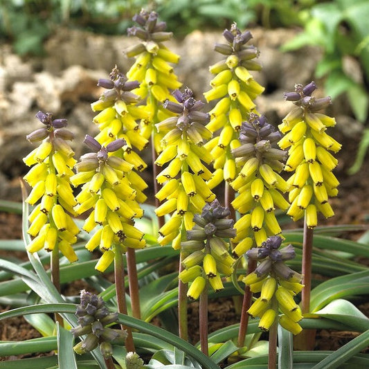 Muscari - Grape Hyacinth Golden Fragrance