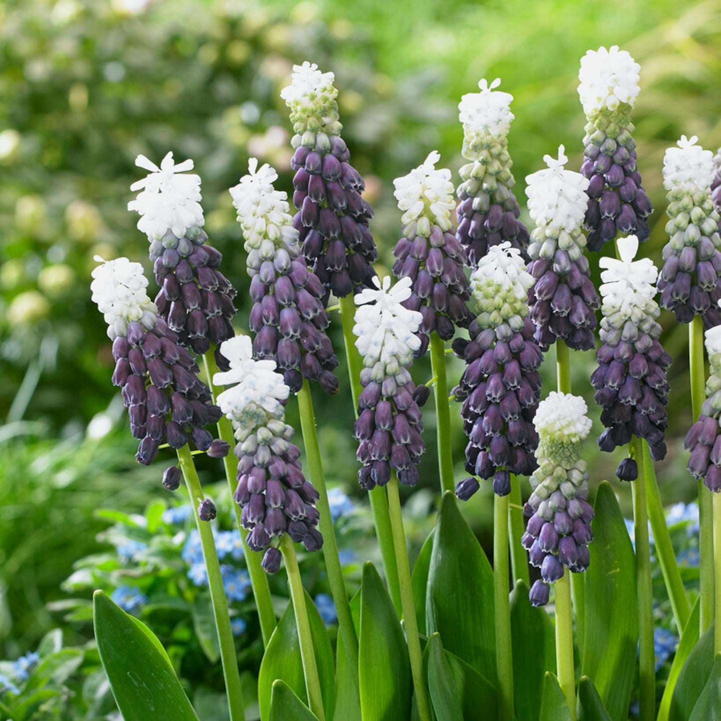 striking deep grape purple blooms with white tops Muscari Grape Ice