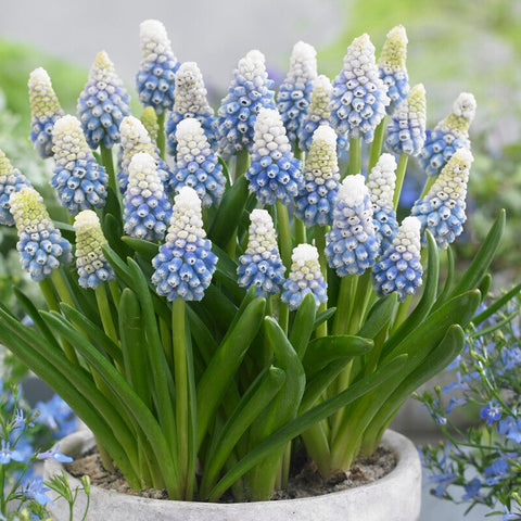 Gorgeously Fragrant Flower Bulbs for Sale | Grape Hyacinths – Easy To ...