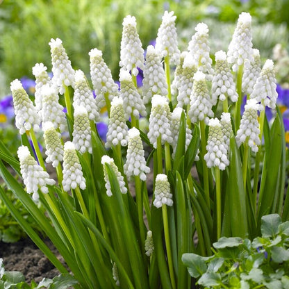 Muscari - Grape Hyacinth Siberian Tiger