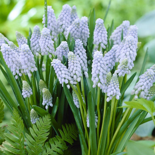 Muscari - Grape Hyacinth Valerie Finnis