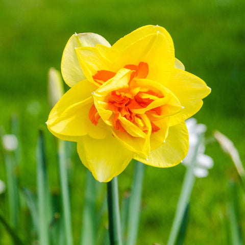 Daffodil Bulbs for Sale Online – Easy To Grow Bulbs