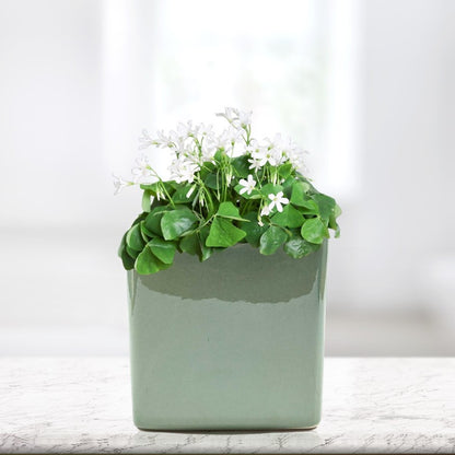 Oxalis regnellii in a seaglass square gift