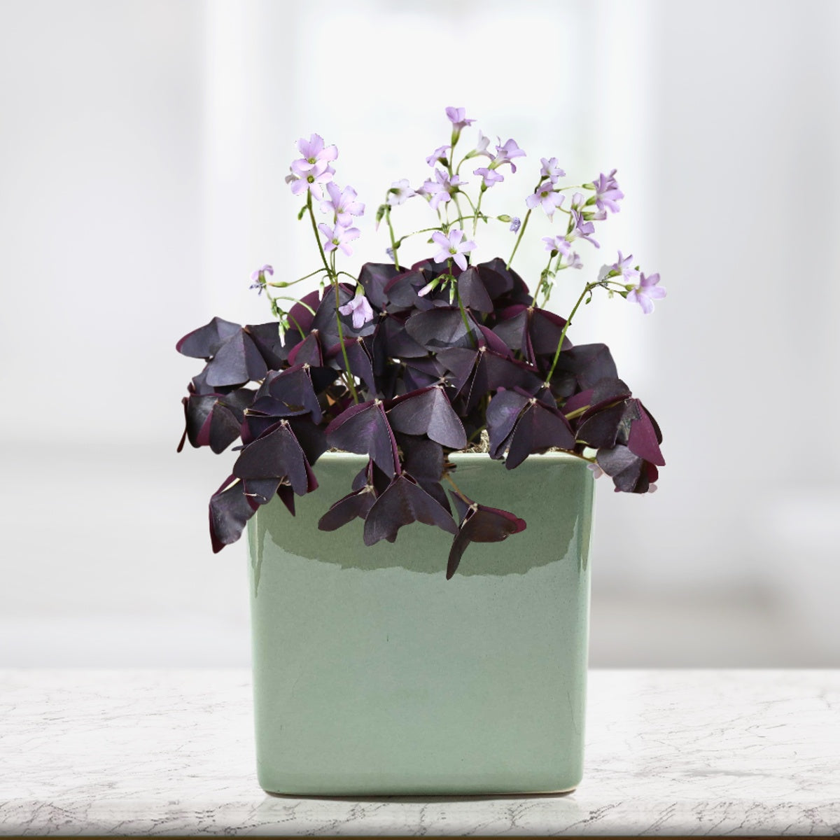 Oxalis triangularis pre-planted in a seaglass square