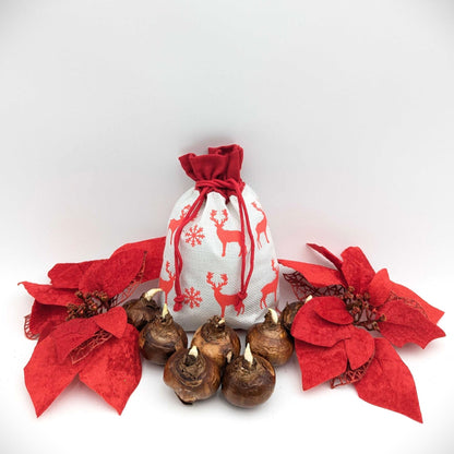 paperwhite bulbs in a red and white reindeer gift bag