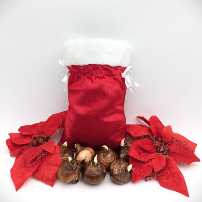 paperwhite bulbs in a santa stocking velvet gift bag