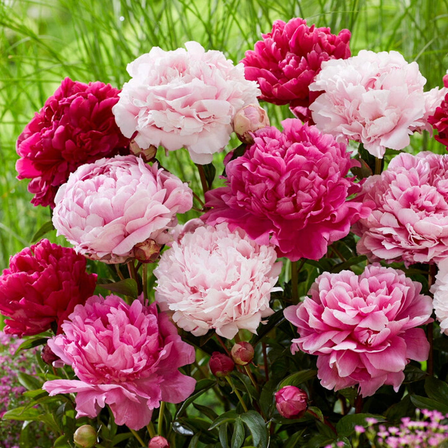 peony double flowers mix of red white and pink