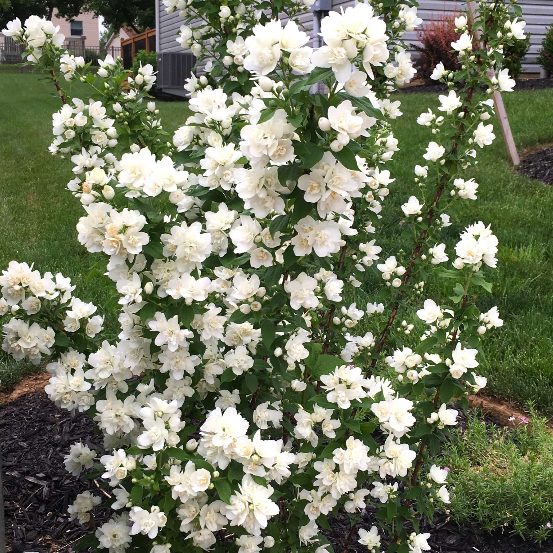 double white blooms of Philadelphus Pearls of Perfume Mock Orange