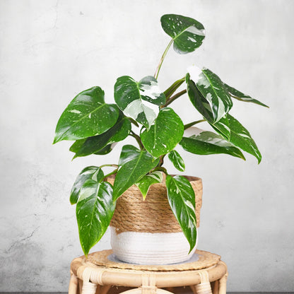 potted philodendron white princess plant on a stool