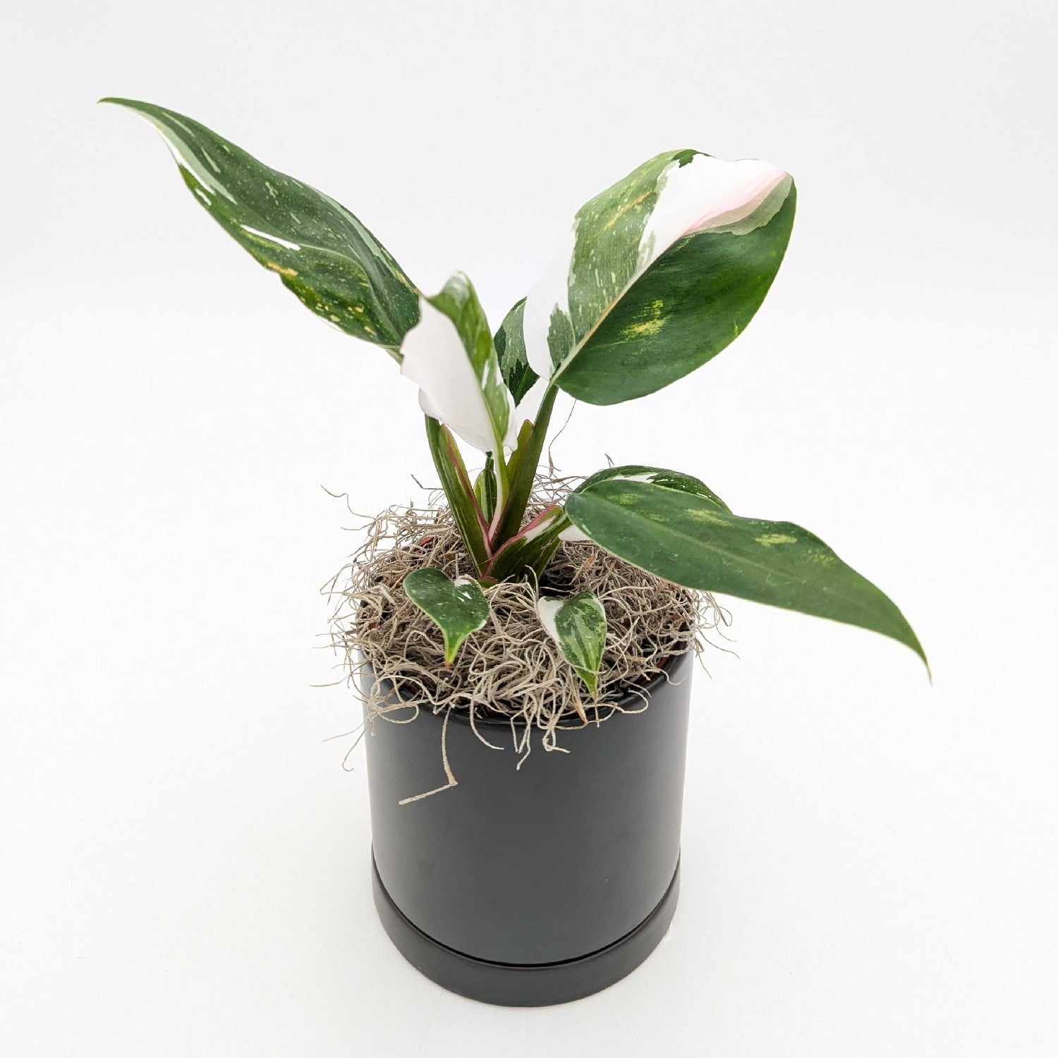 philodendron white princess in a black pot