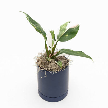 philodendron white princess in a blue pot