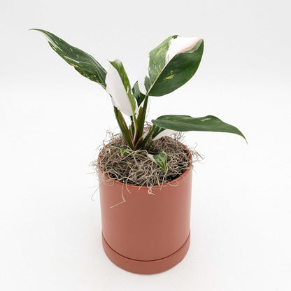 philodendron white princess in a terracotta pot