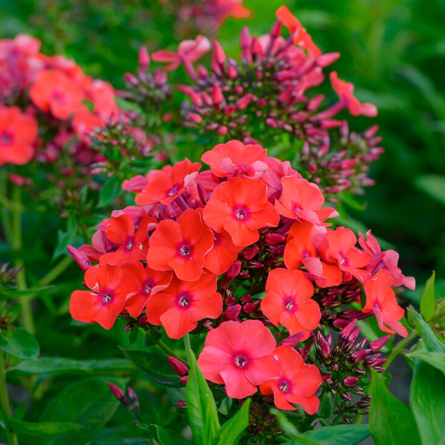 Orange-red flowers of phlox orange perfection