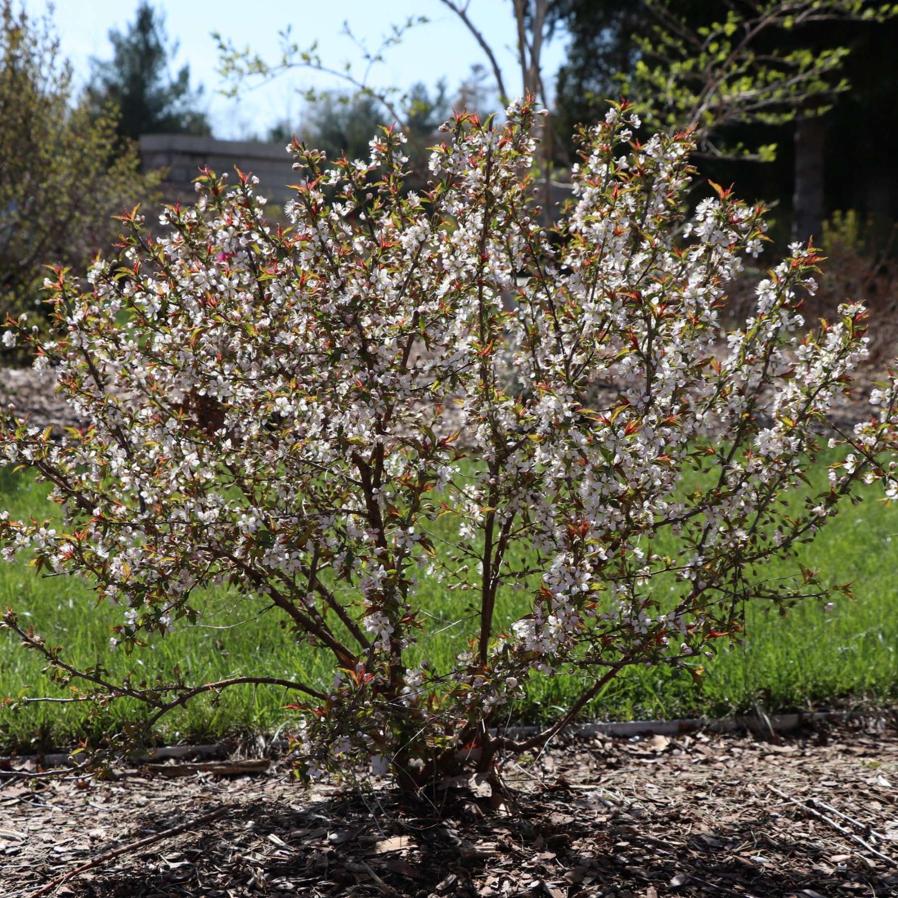 spring flowers of Cherry plant Easy as Pie