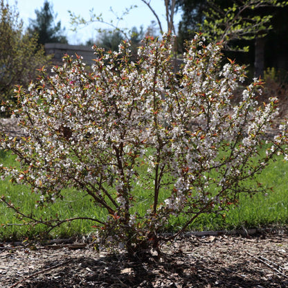 spring flowers of Cherry plant Easy as Pie