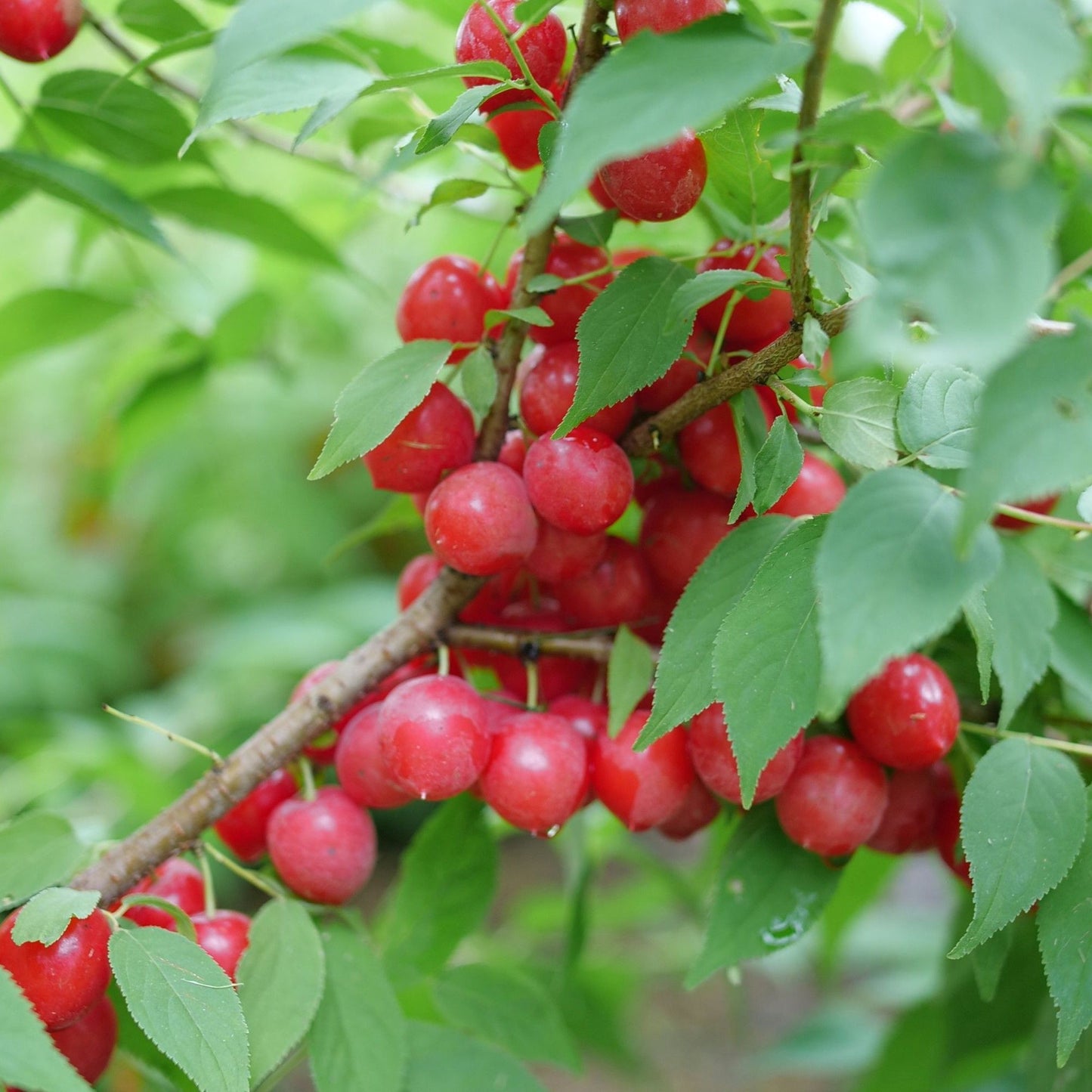 red berries of Cherry Easy as Pie on the bush