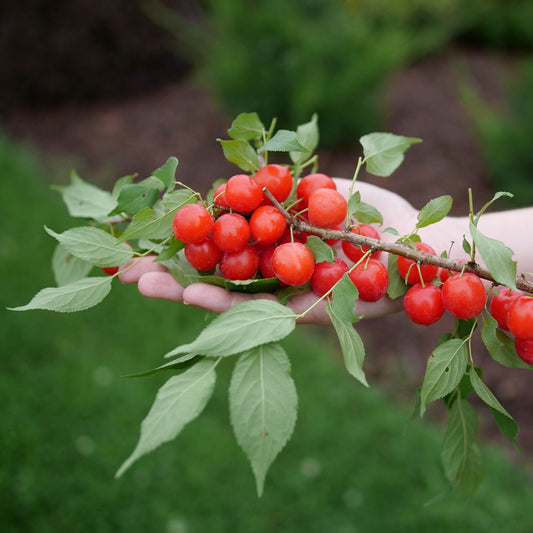 red Cherry Easy as Pie fruit in hand