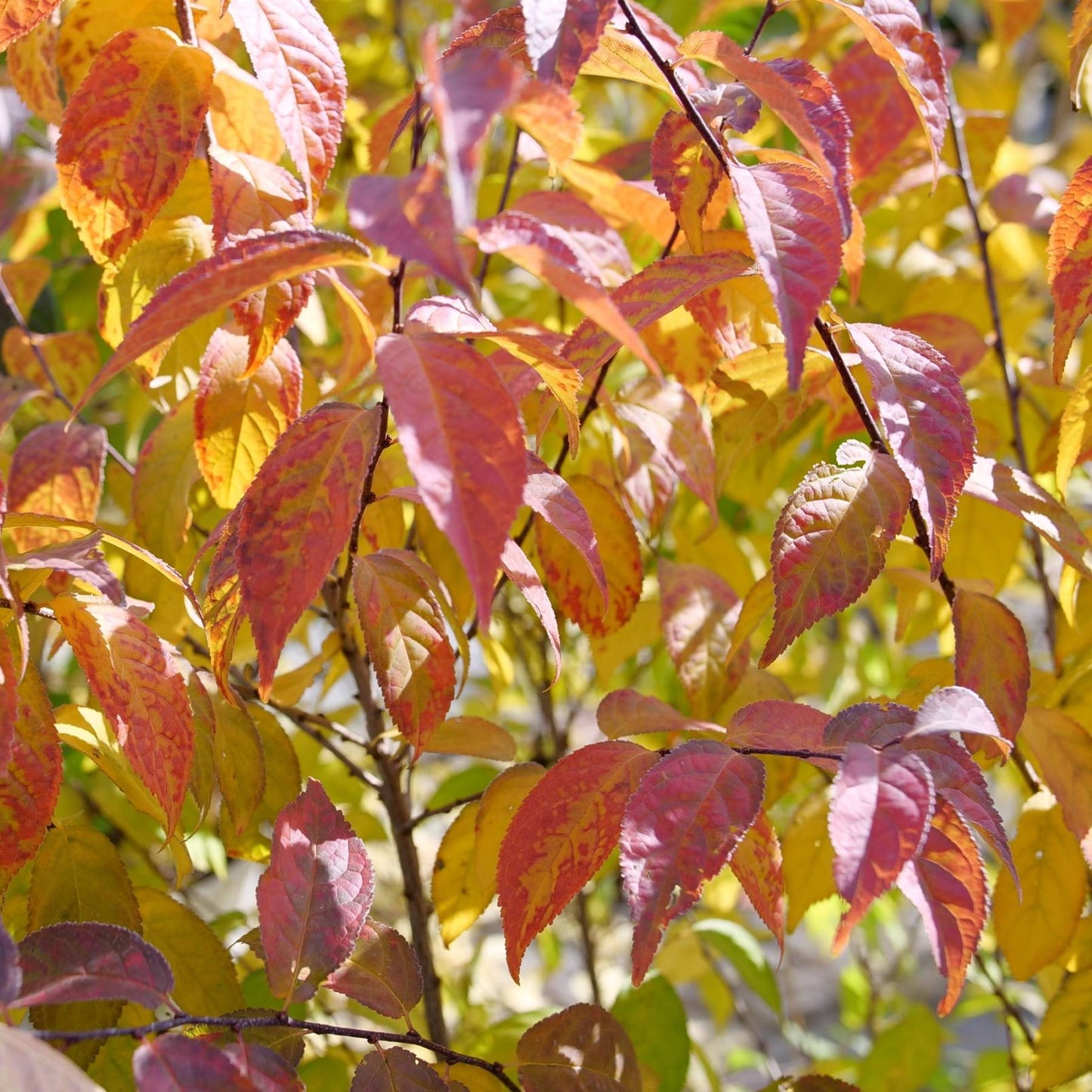 fall orange-yellow foliage of Cherry Easy as Pie